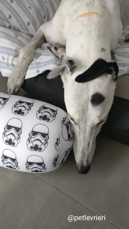 elite adozione macao 29