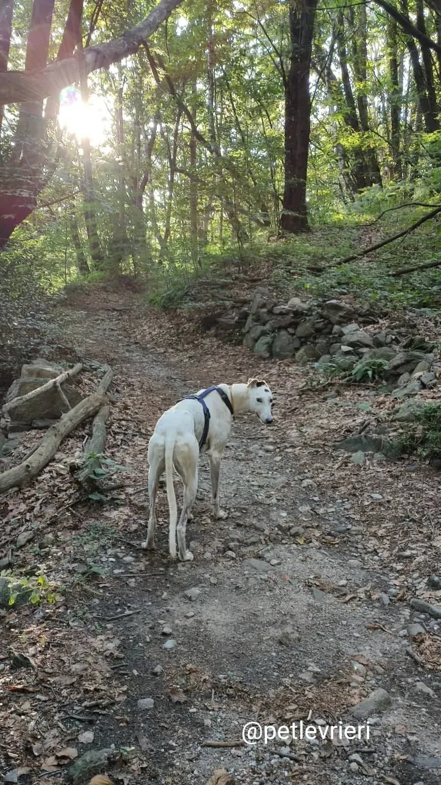 elite adozione macao 3