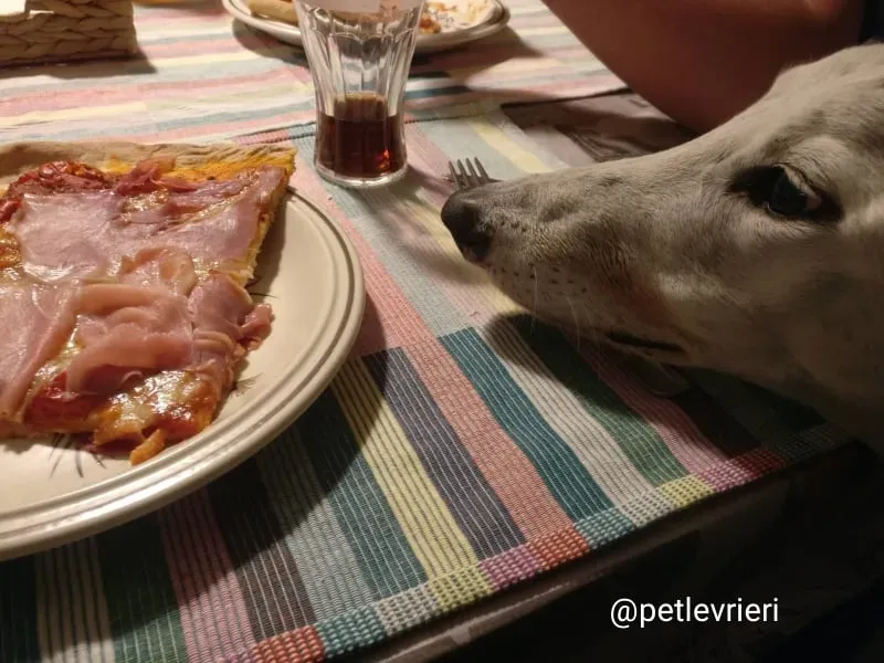 elite adozione macao 30