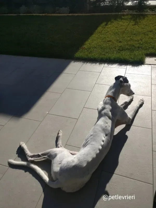 elite adozione macao 31