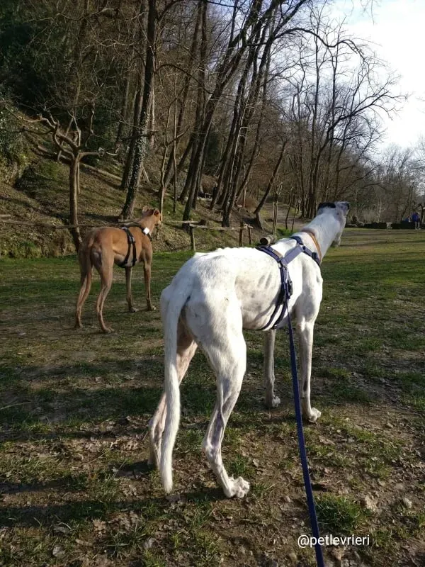 elite adozione macao 5