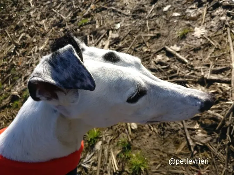 elite adozione macao 6