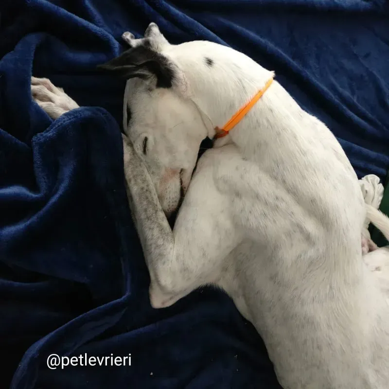 elite adozione macao 7