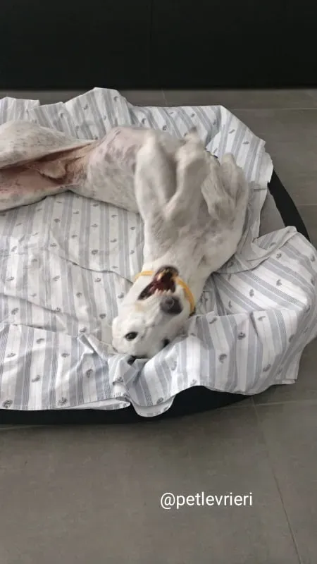 elite adozione macao 8