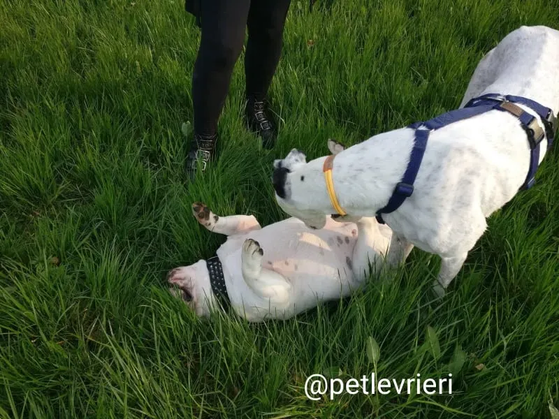 elite adozione macao 9