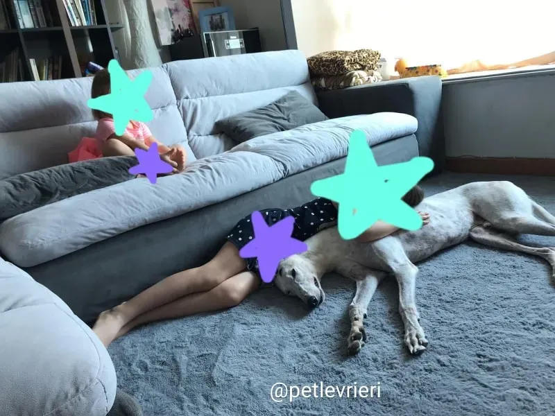 elite choice adozione greyhound 1