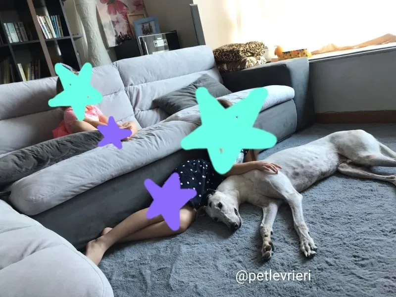 elite choice adozione greyhound 2