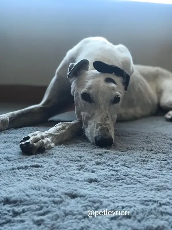 elite choice adozione greyhound 3