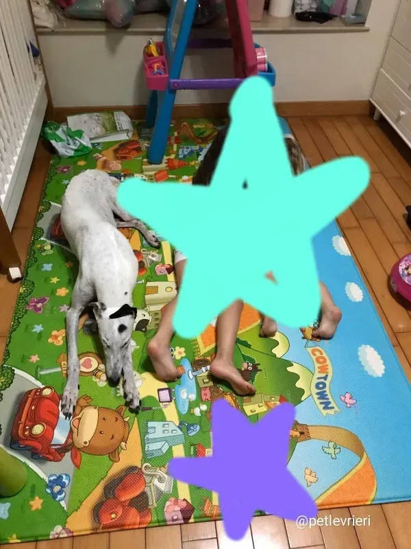 elite choice adozione greyhound 4