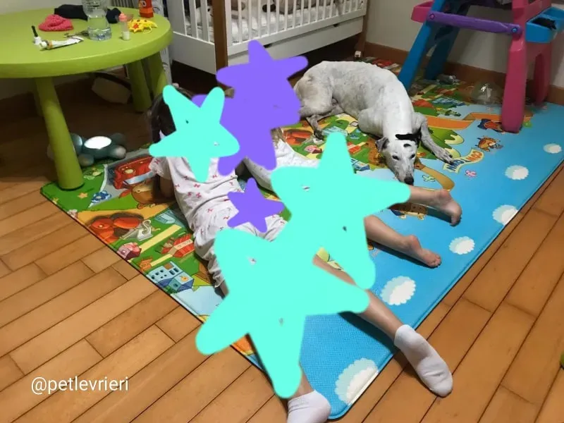 elite choice adozione greyhound