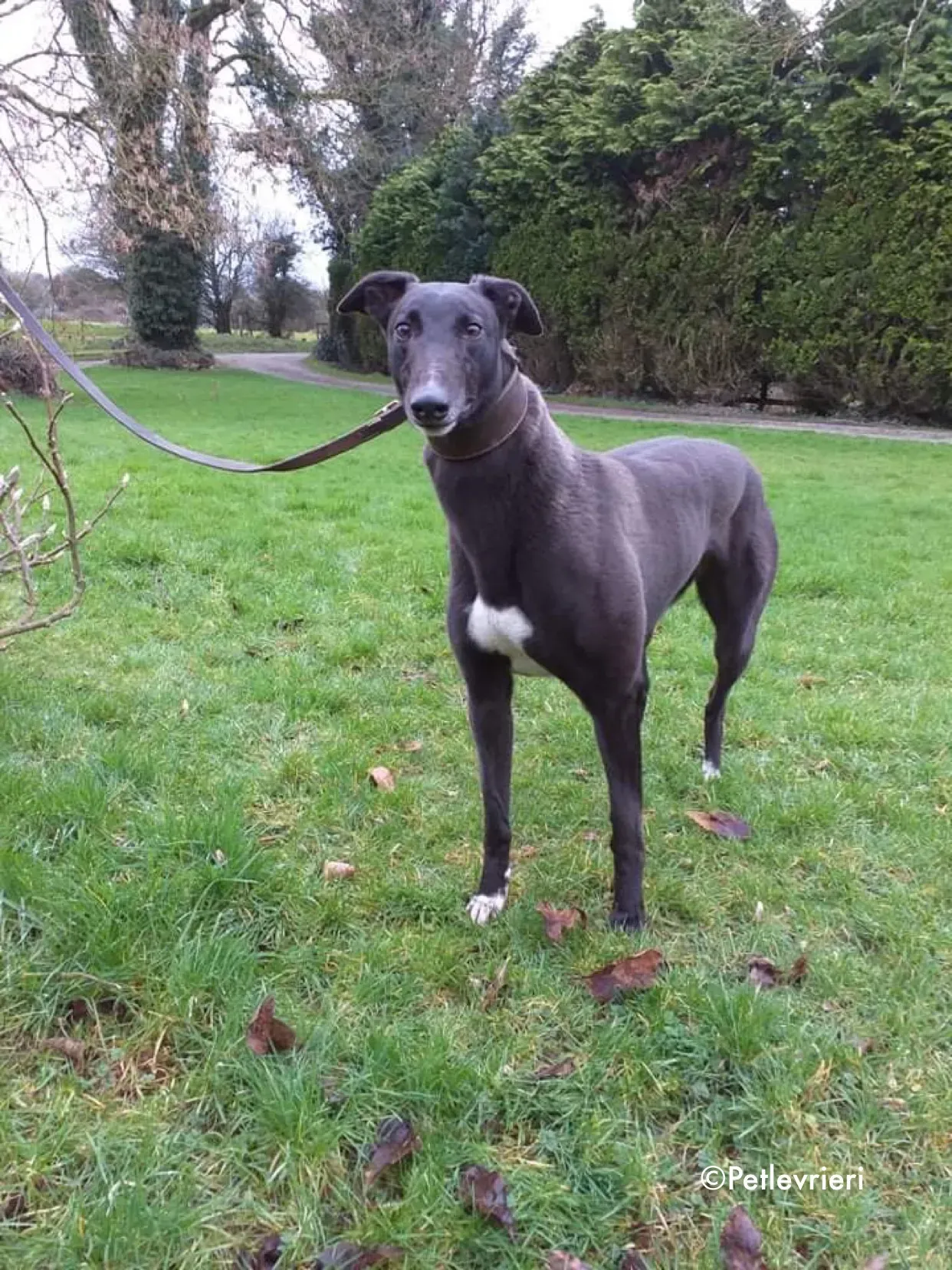 ella adozione levrieri greyhound 1