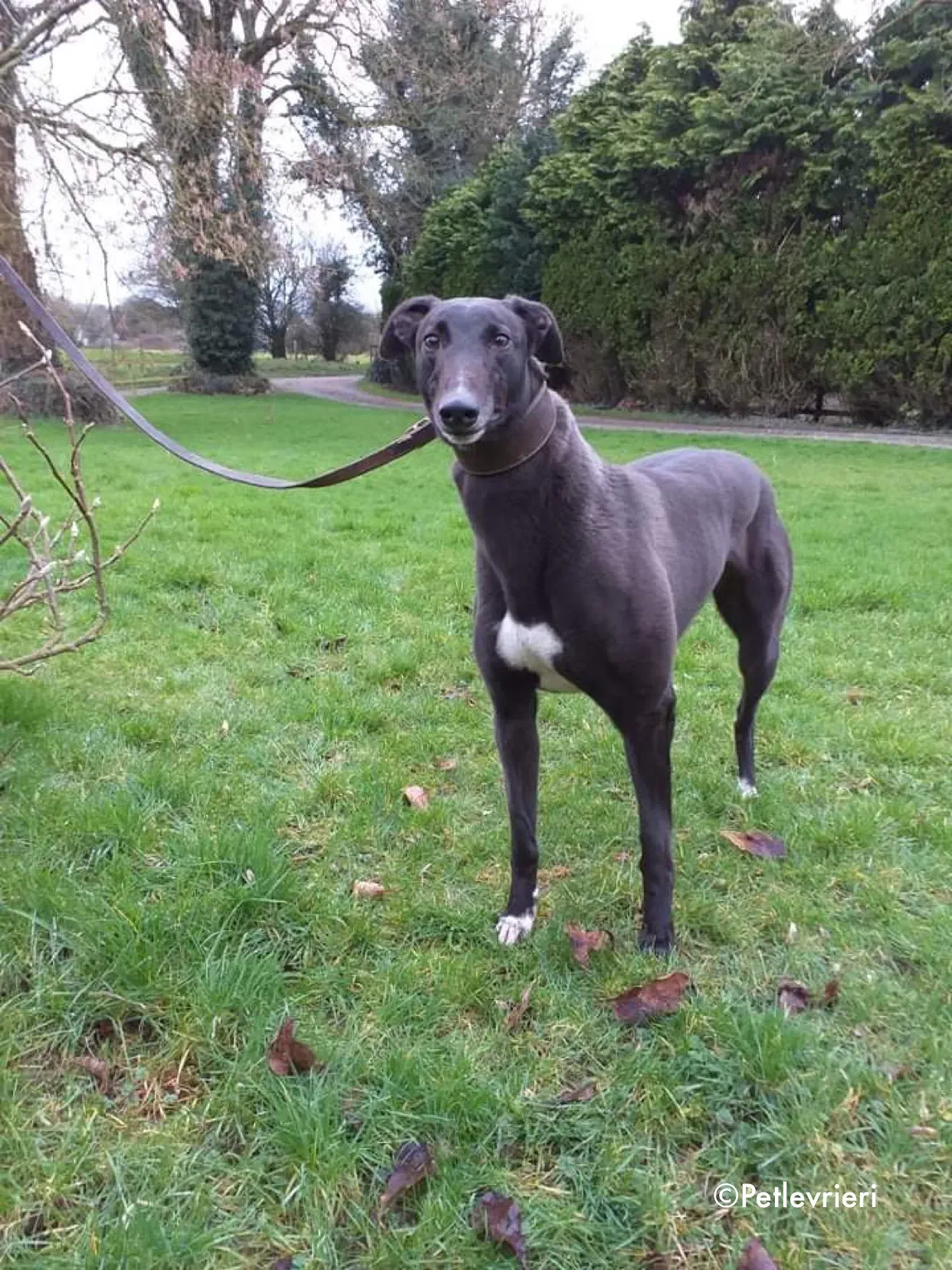 ella adozione levrieri greyhound 2