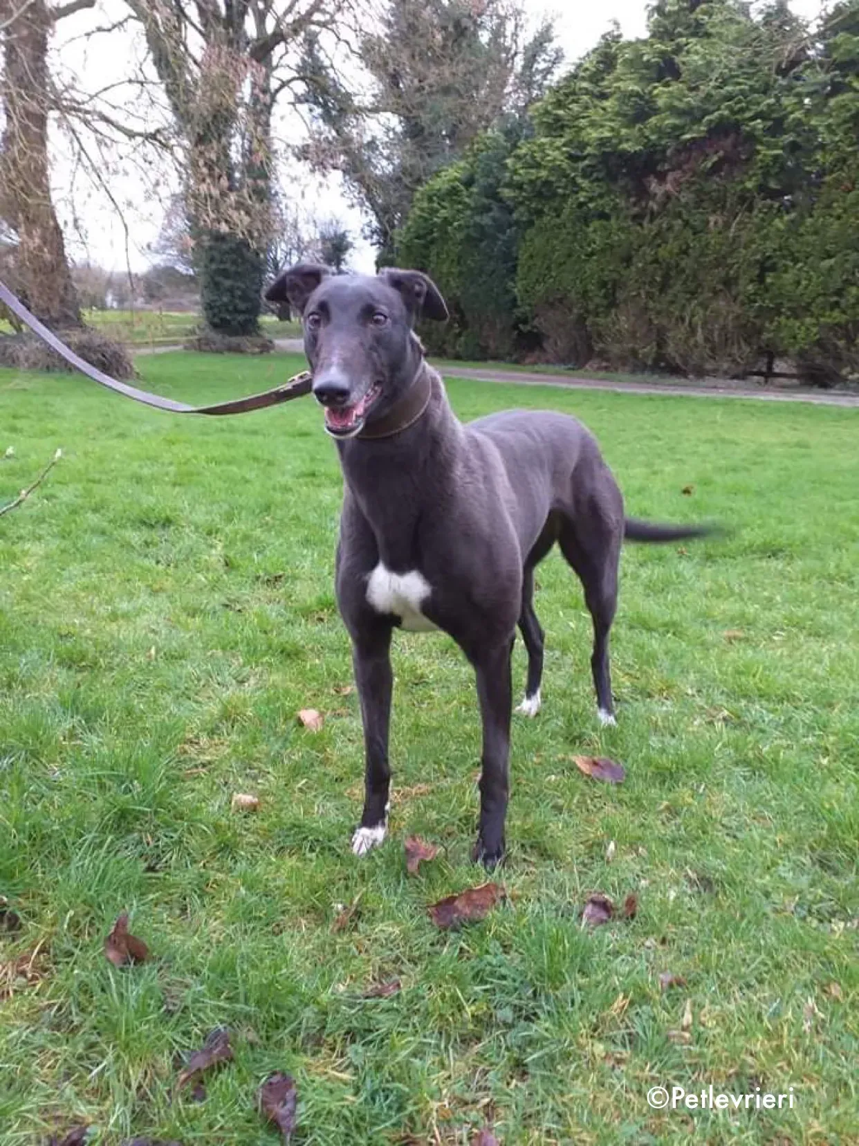 ella adozione levrieri greyhound 3