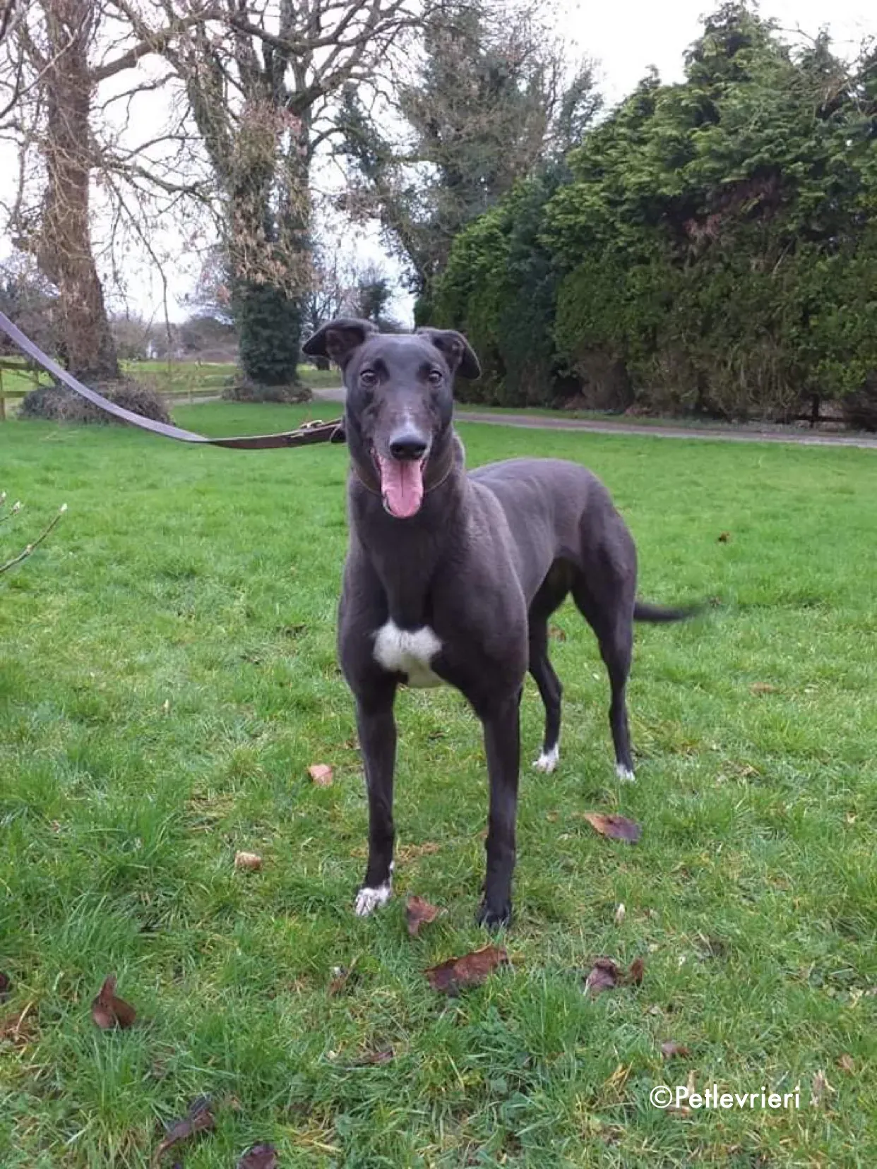 ella adozione levrieri greyhound 4