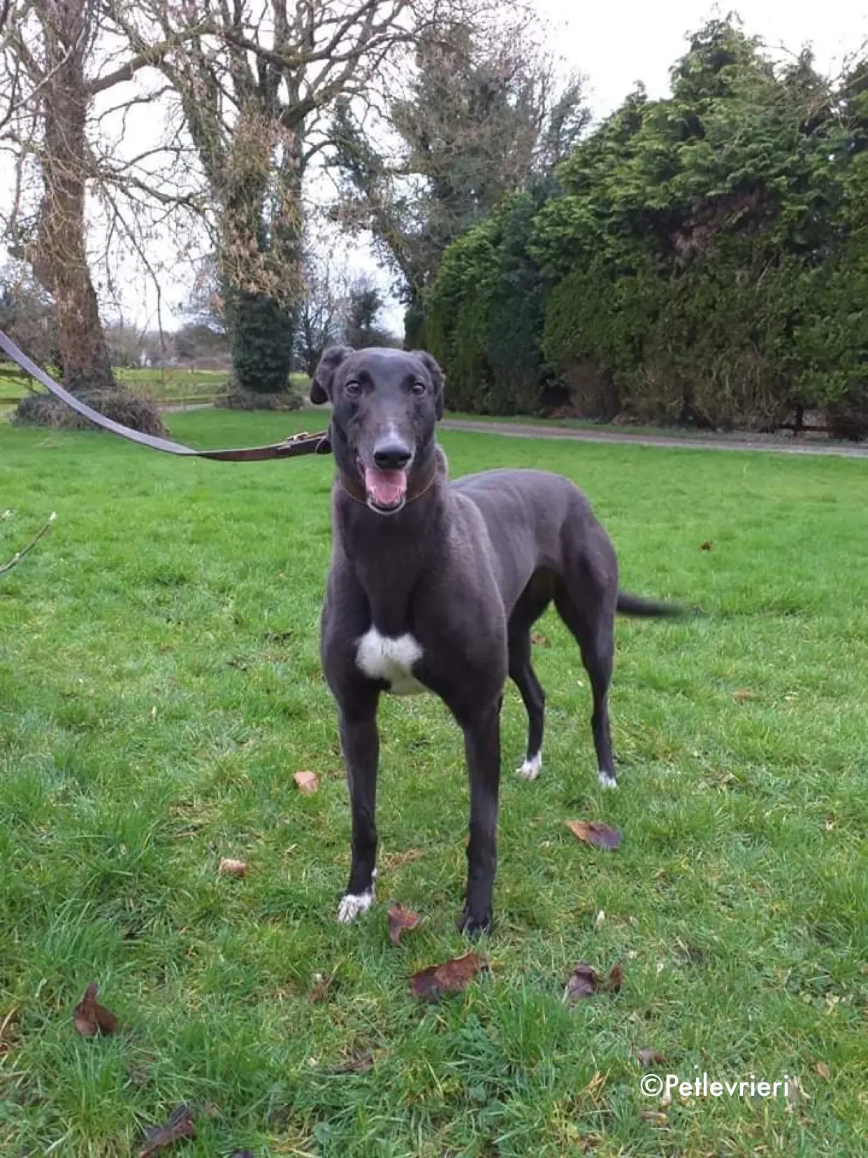 ella adozione levrieri greyhound 5