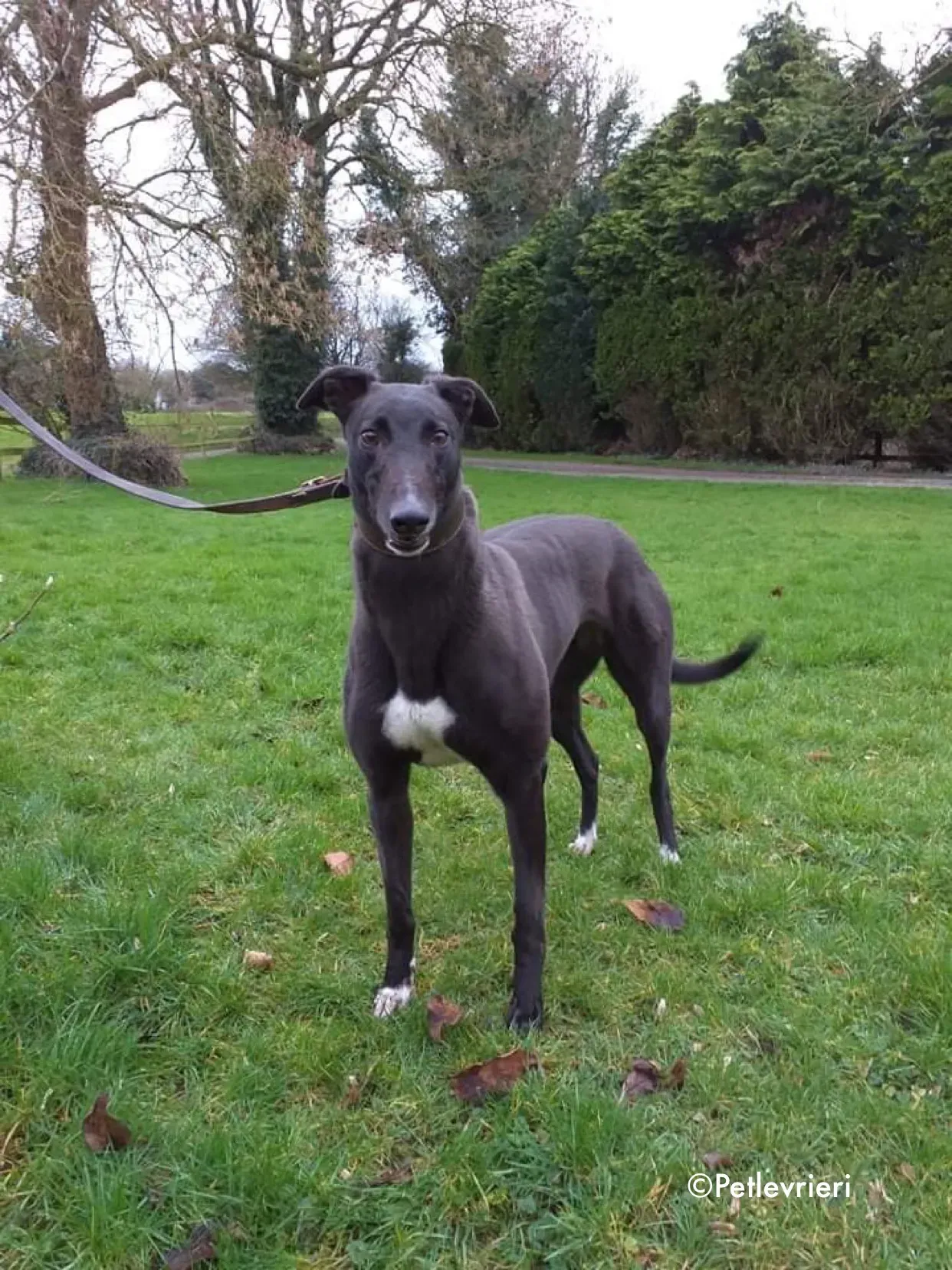 ella adozione levrieri greyhound 6