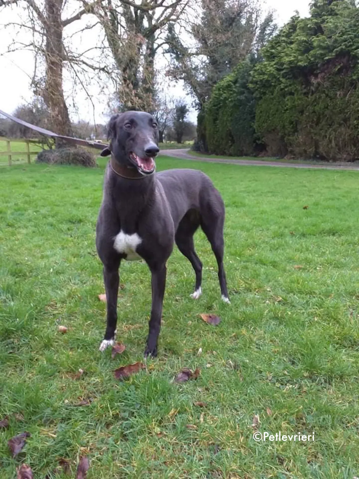 ella adozione levrieri greyhound 7