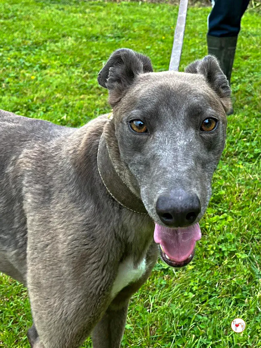 ellen grey adozione 01