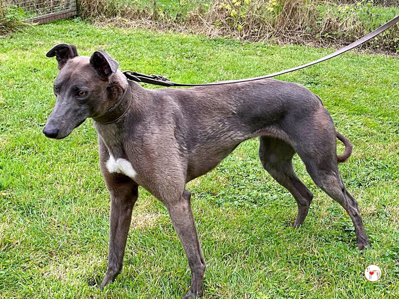 ellen grey adozione 02