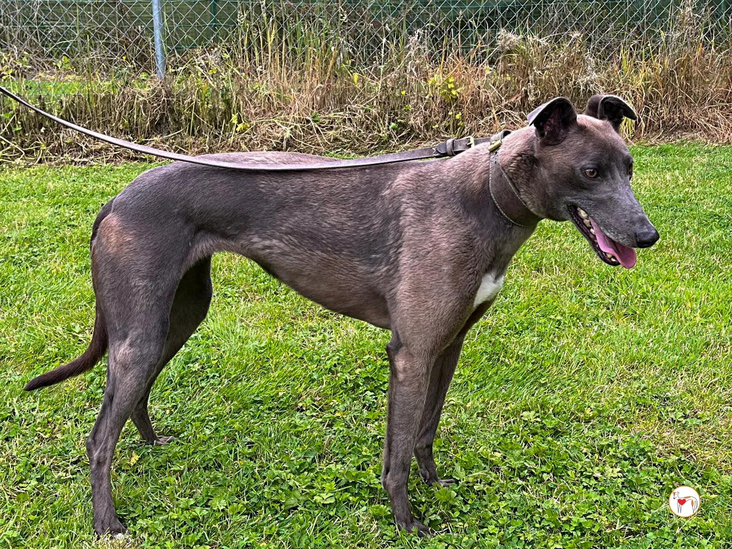 ellen grey adozione 03