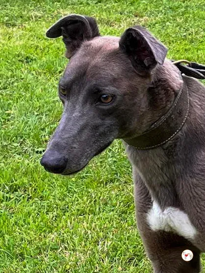 ellen grey adozione 04