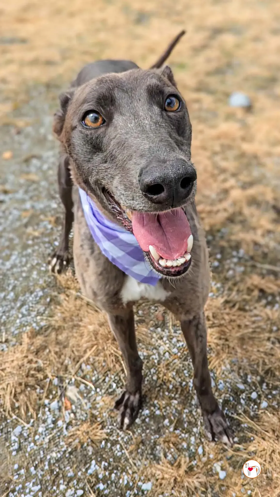 ellen grey adozione 05