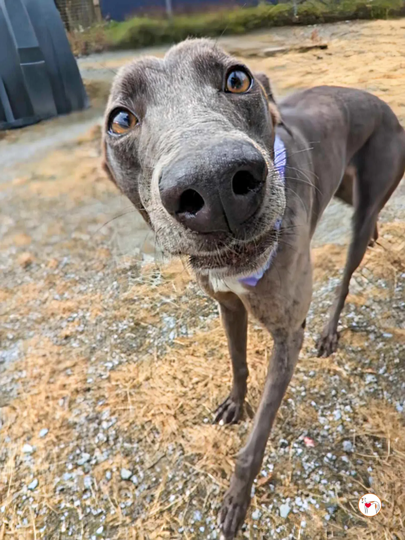 ellen grey adozione 06