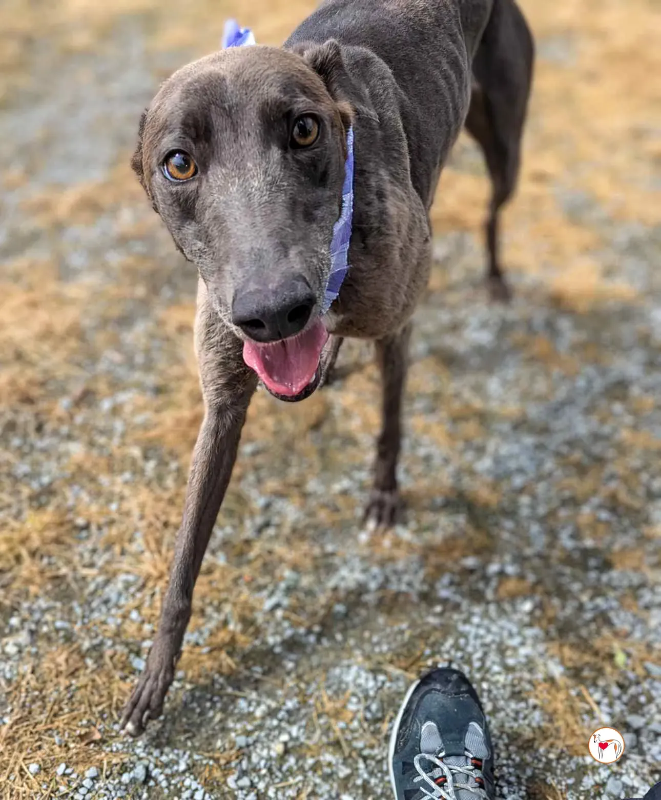 ellen grey adozione 07