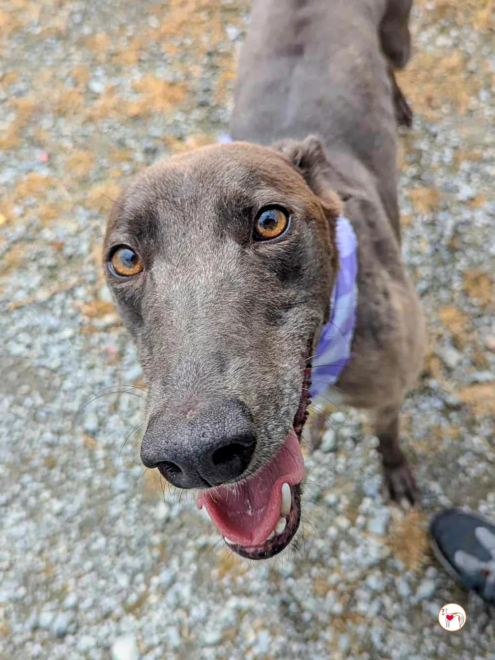 ellen grey adozione 08