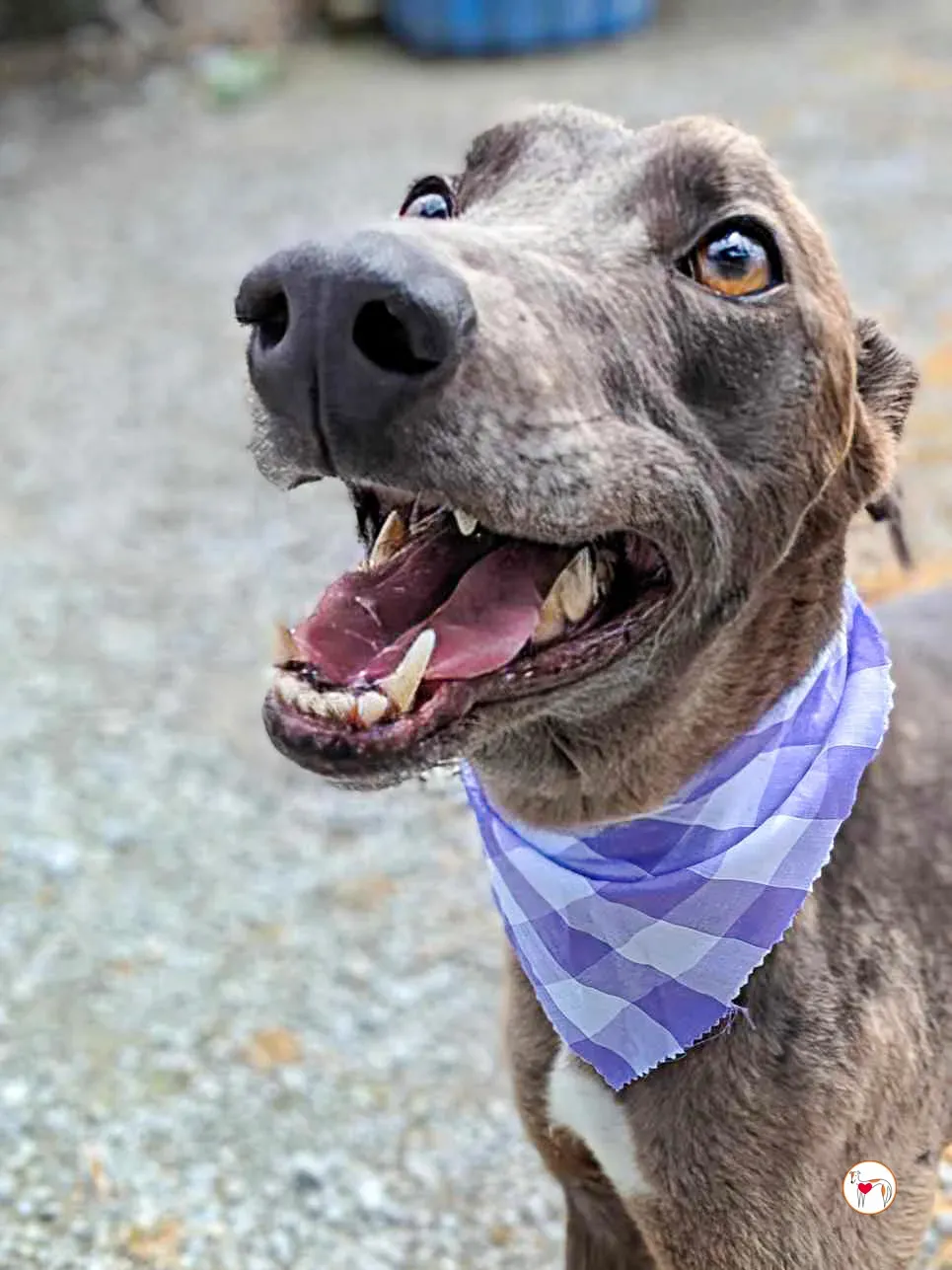 ellen grey adozione 09