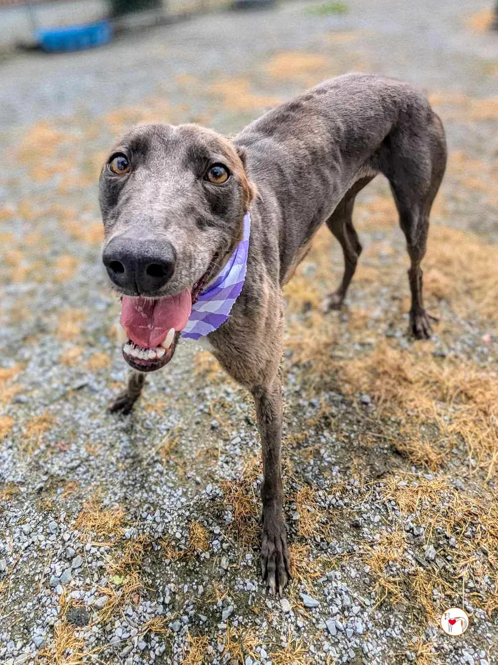 ellen grey adozione 10