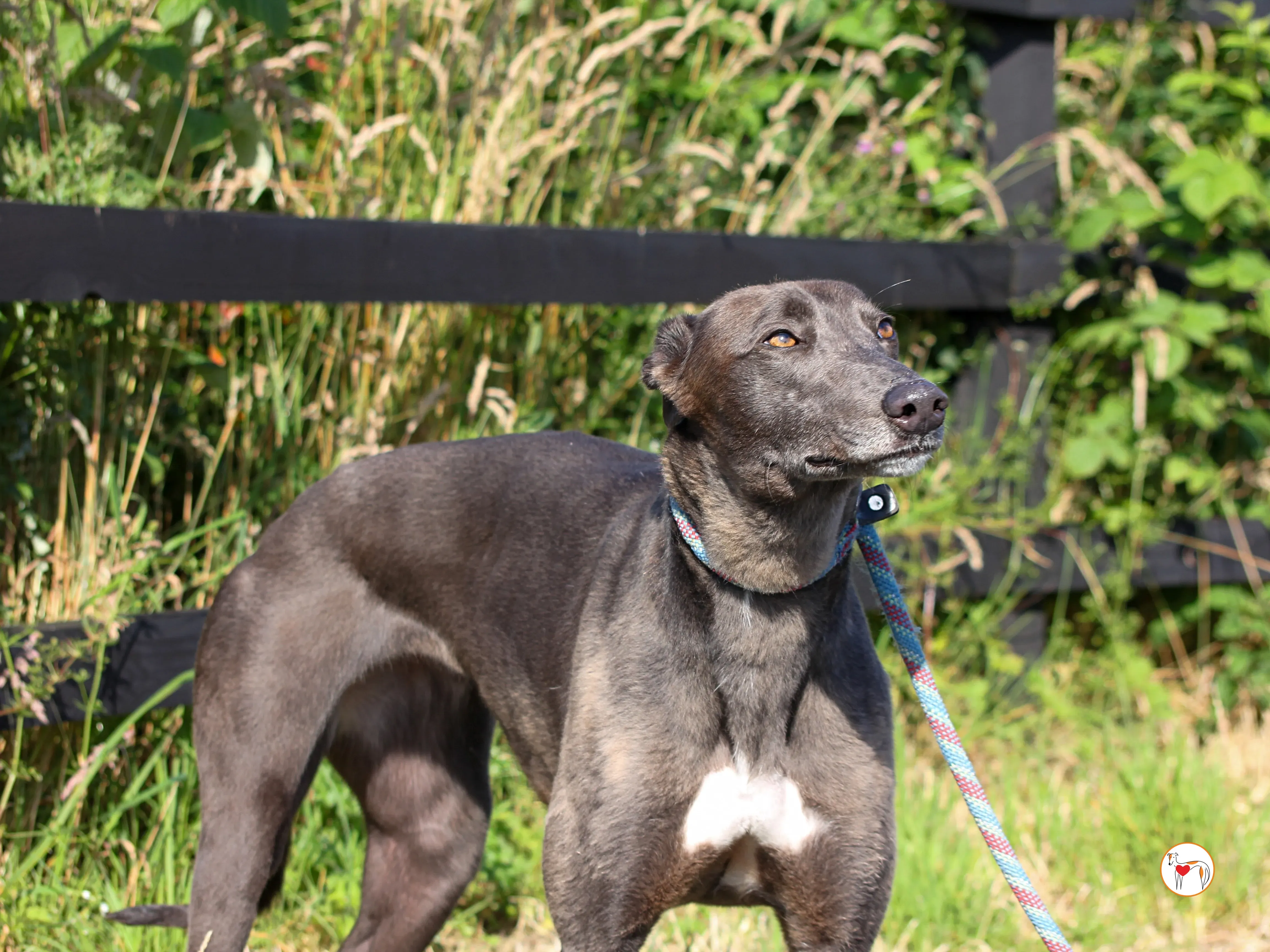 ellen grey adozione 11