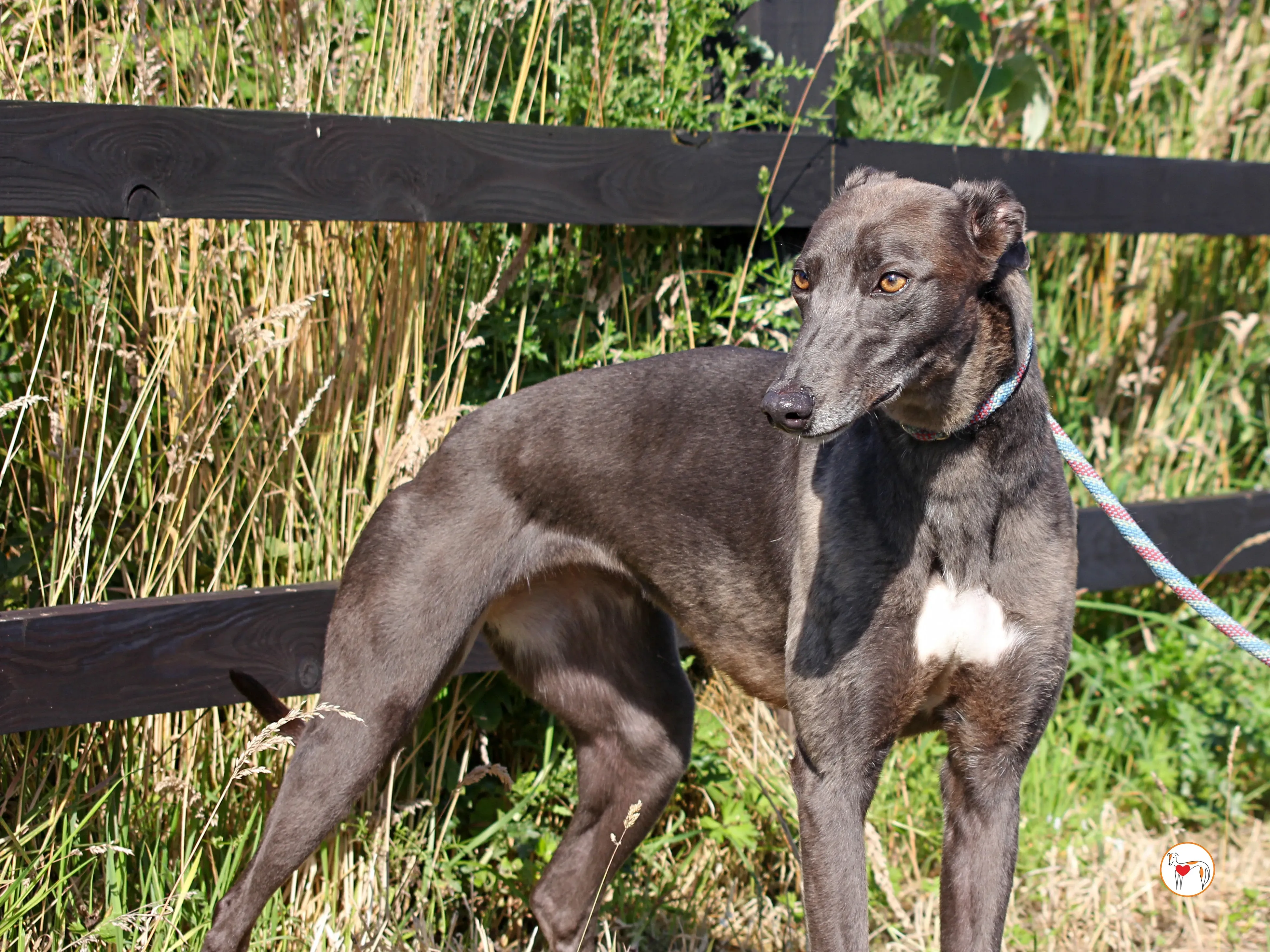 ellen grey adozione 12