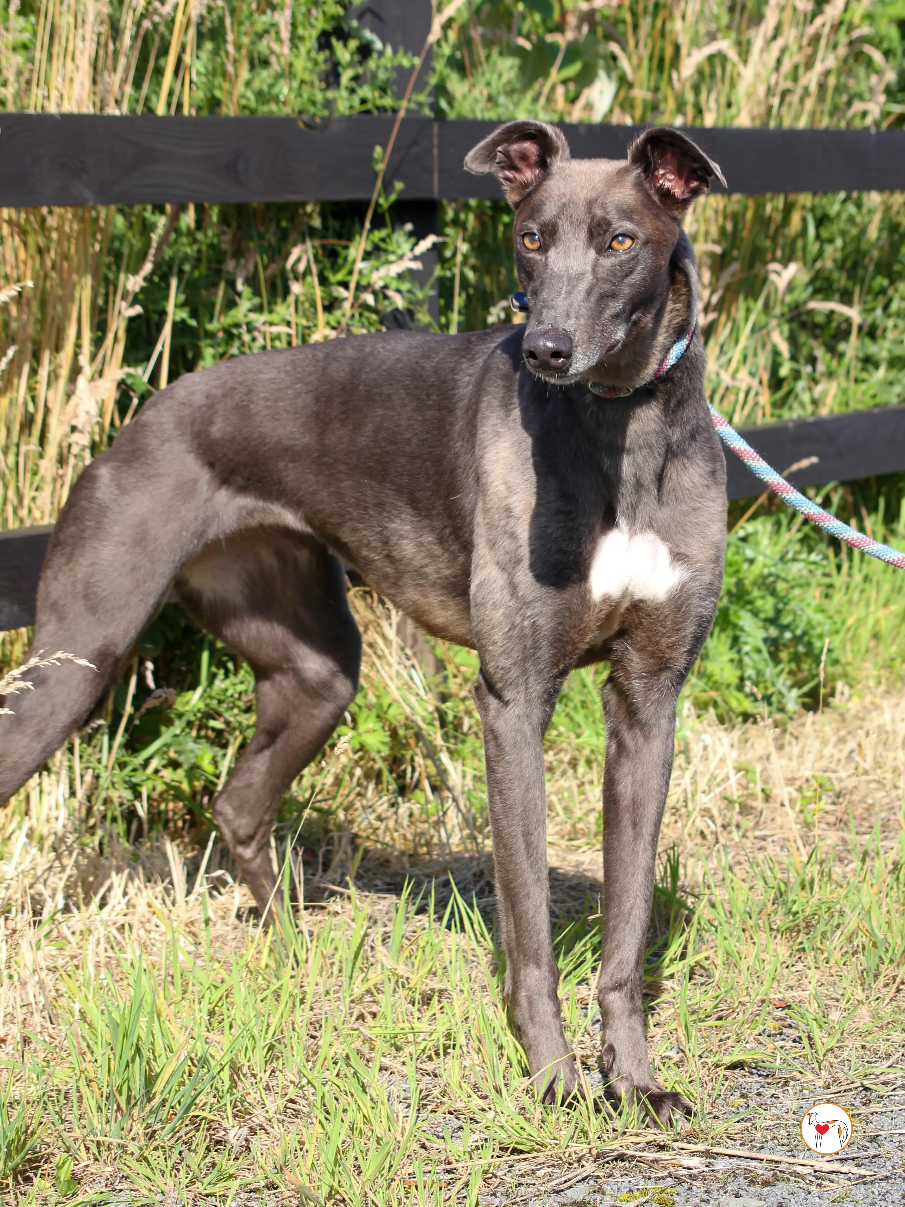 ellen grey adozione 13