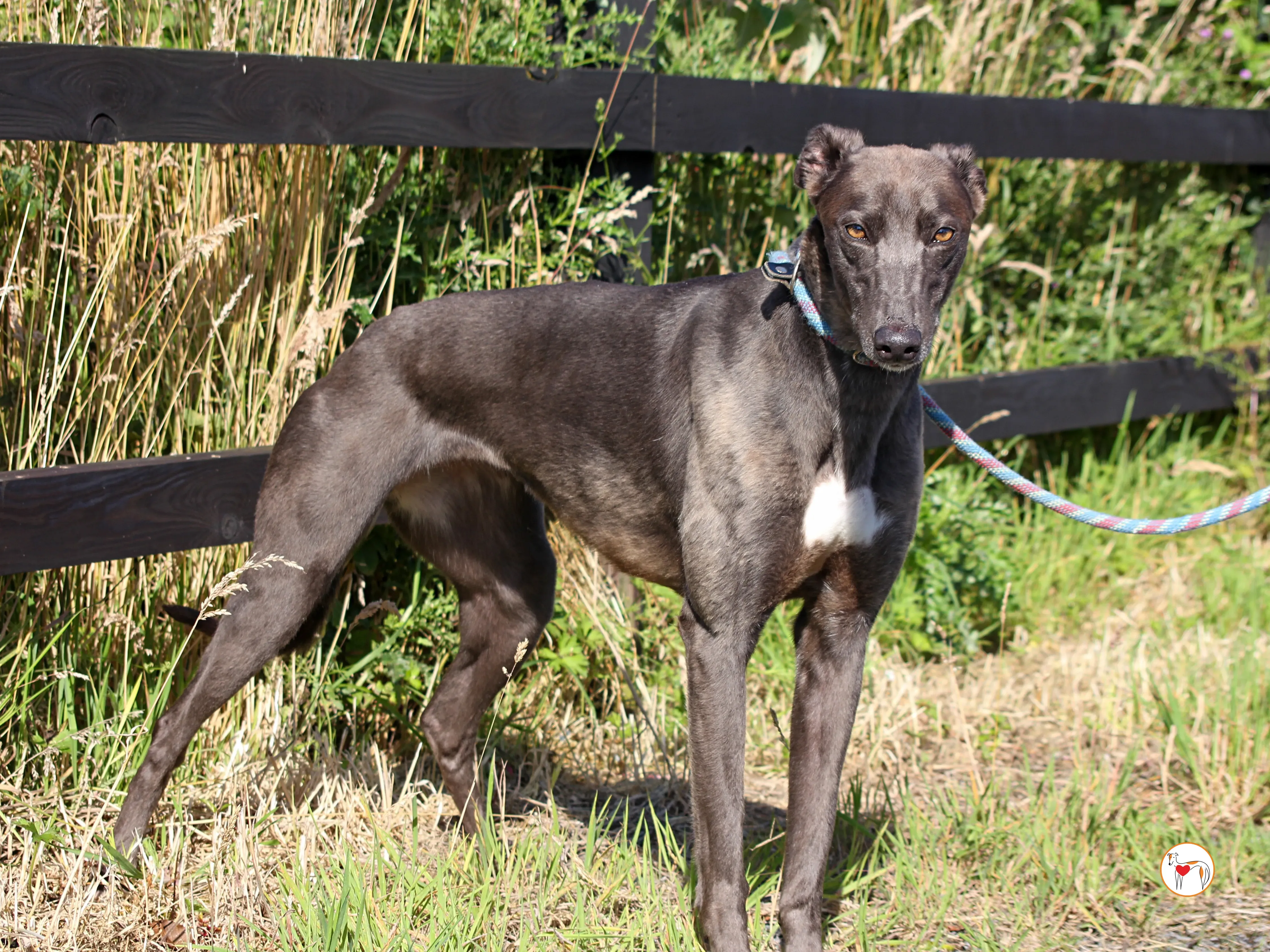 ellen grey adozione 14