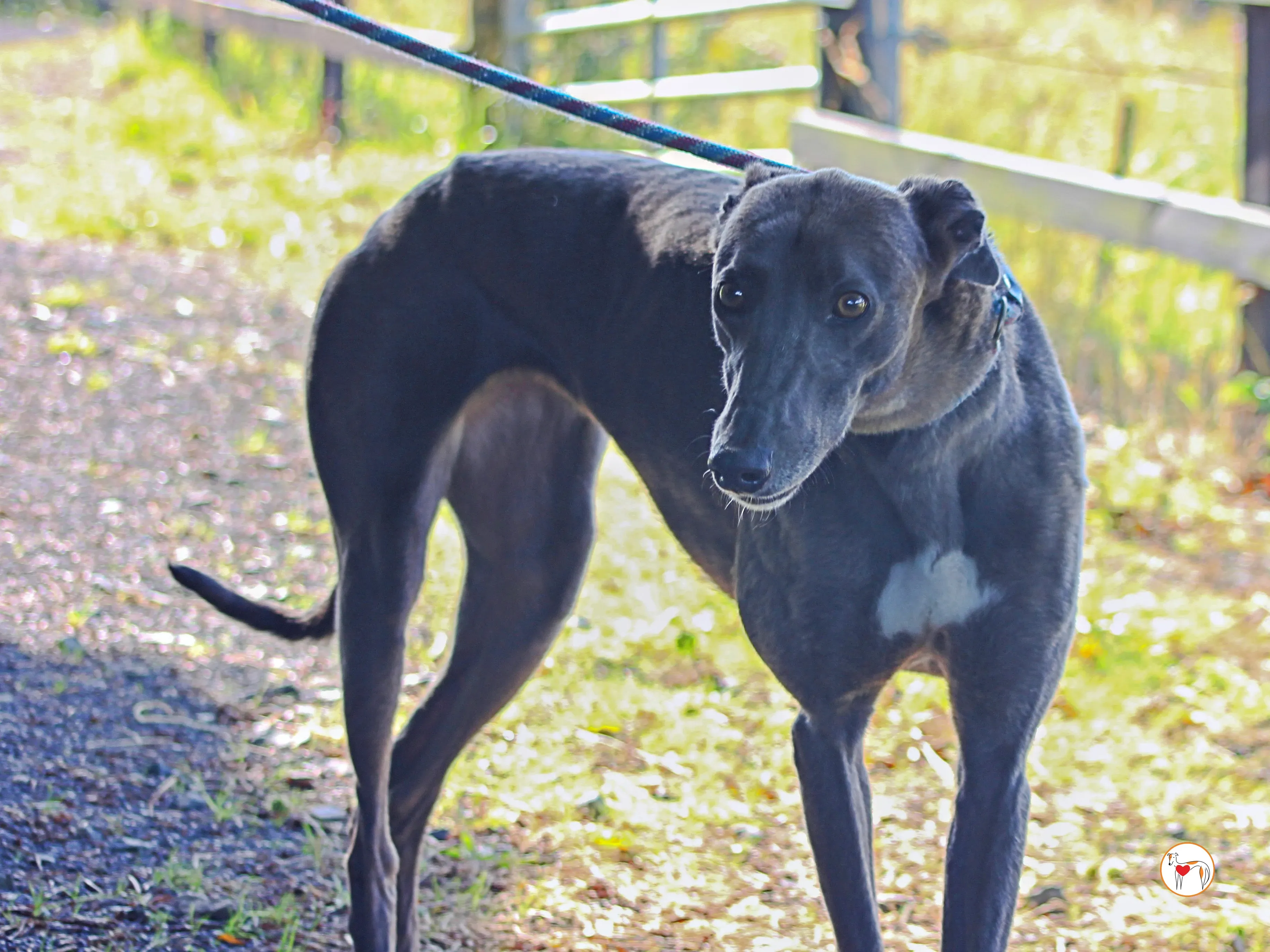 ellen grey adozione 15