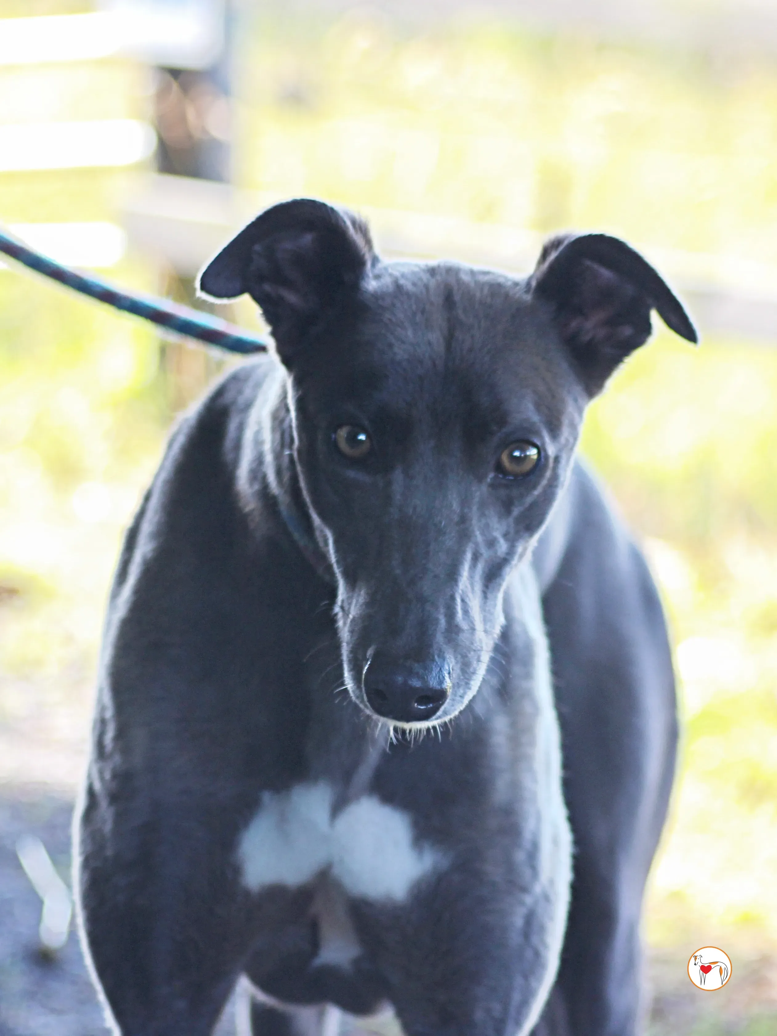 ellen grey adozione 16