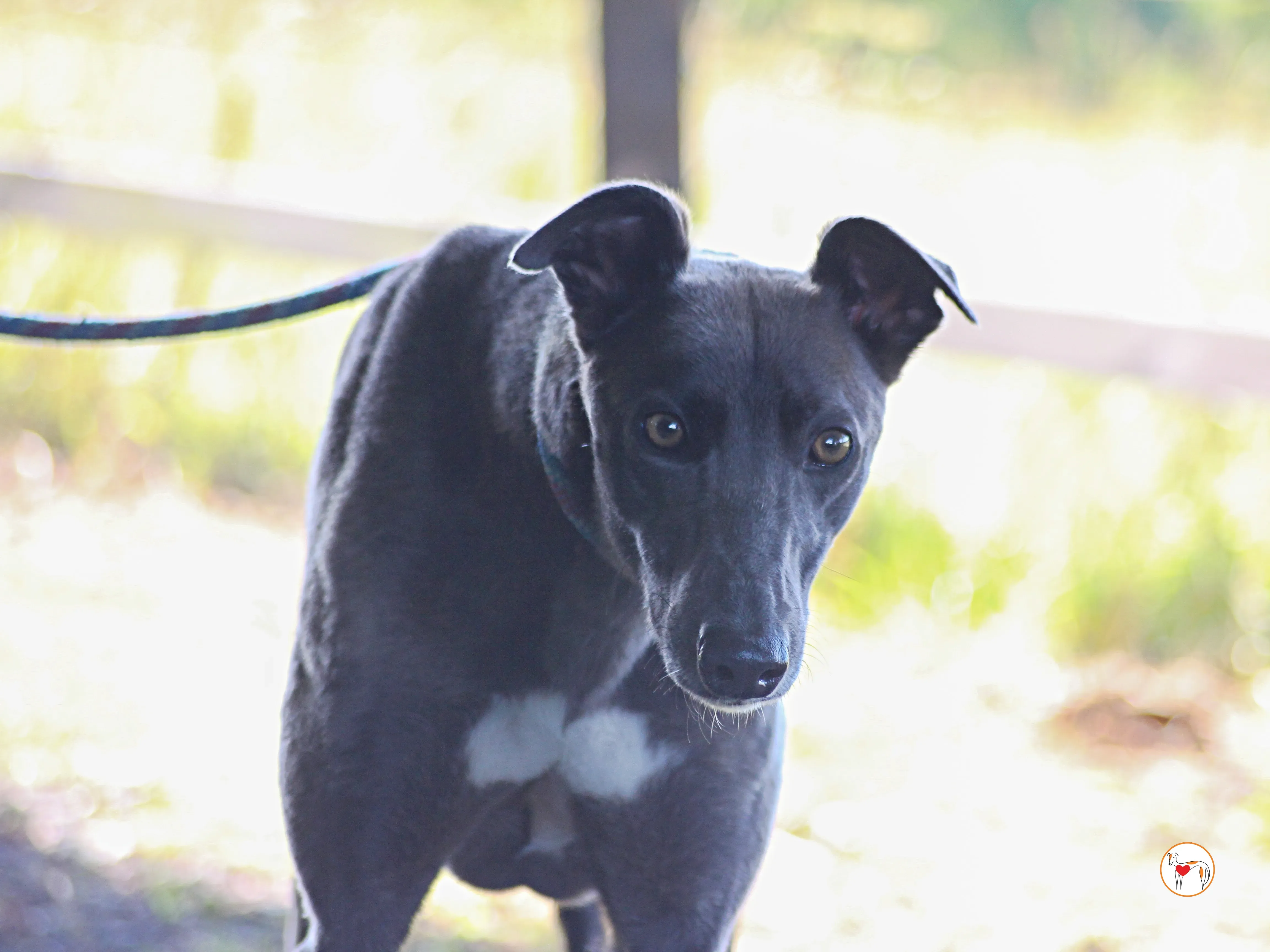 ellen grey adozione 17