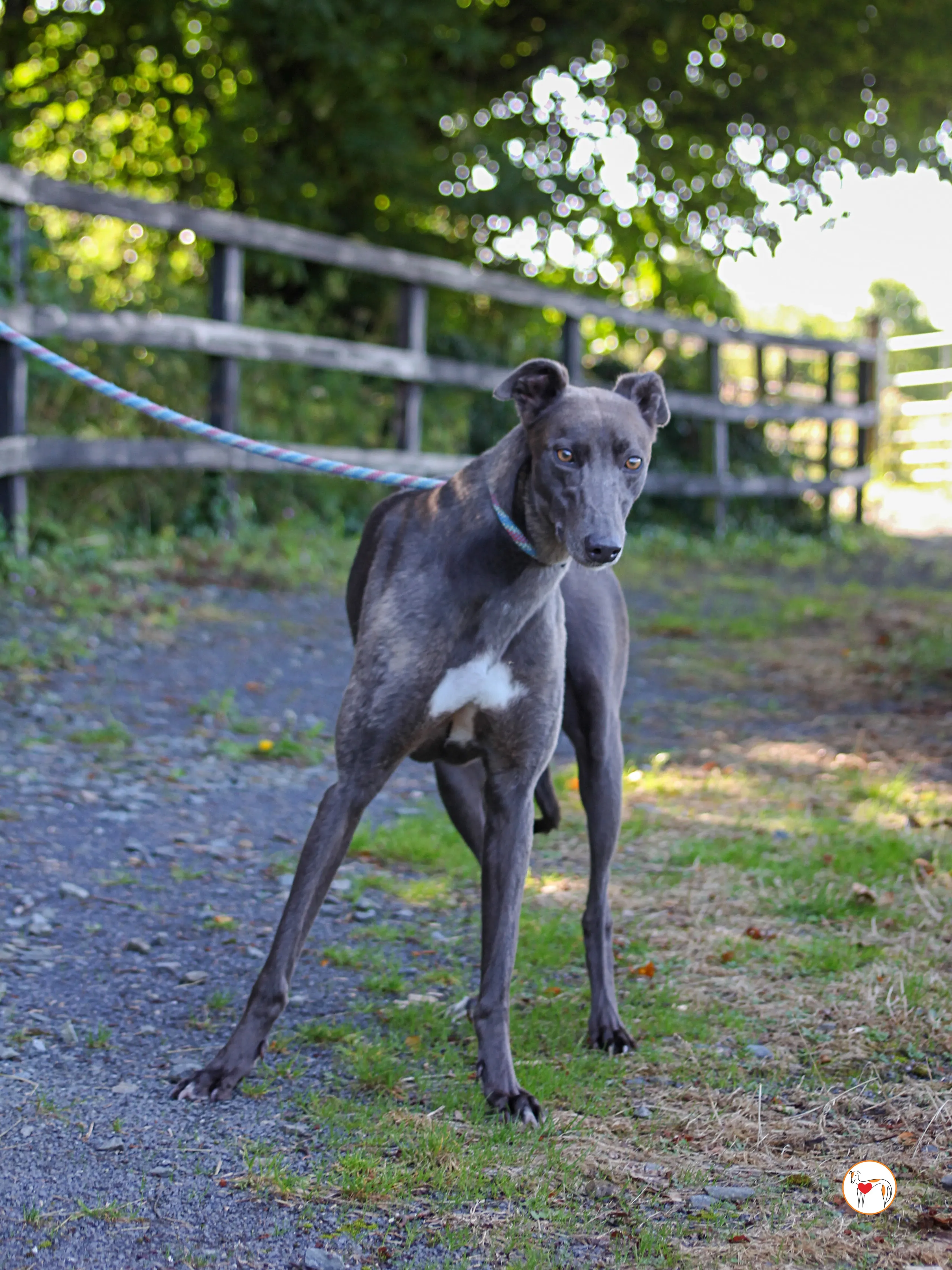 ellen grey adozione 18