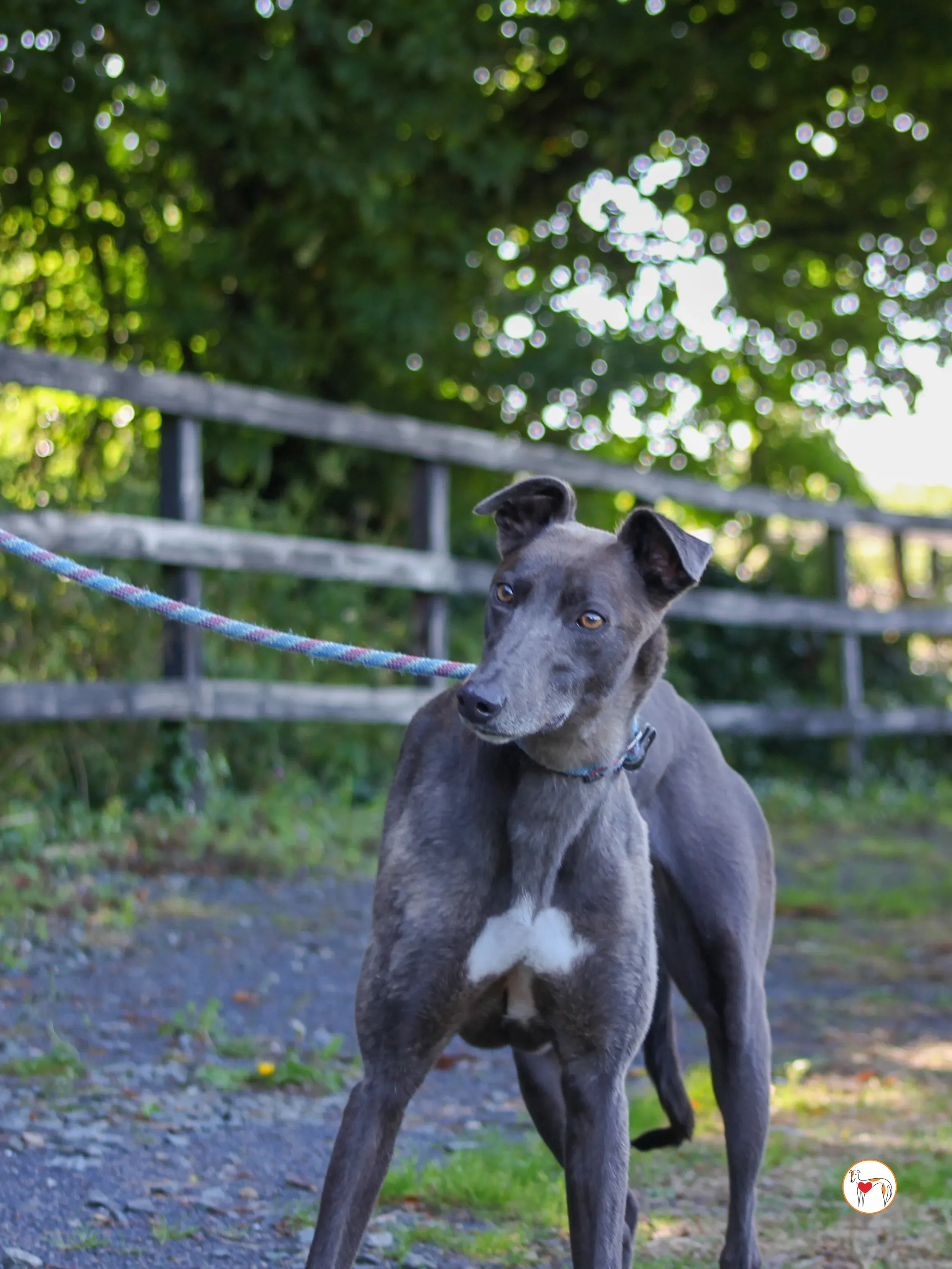 ellen grey adozione 19