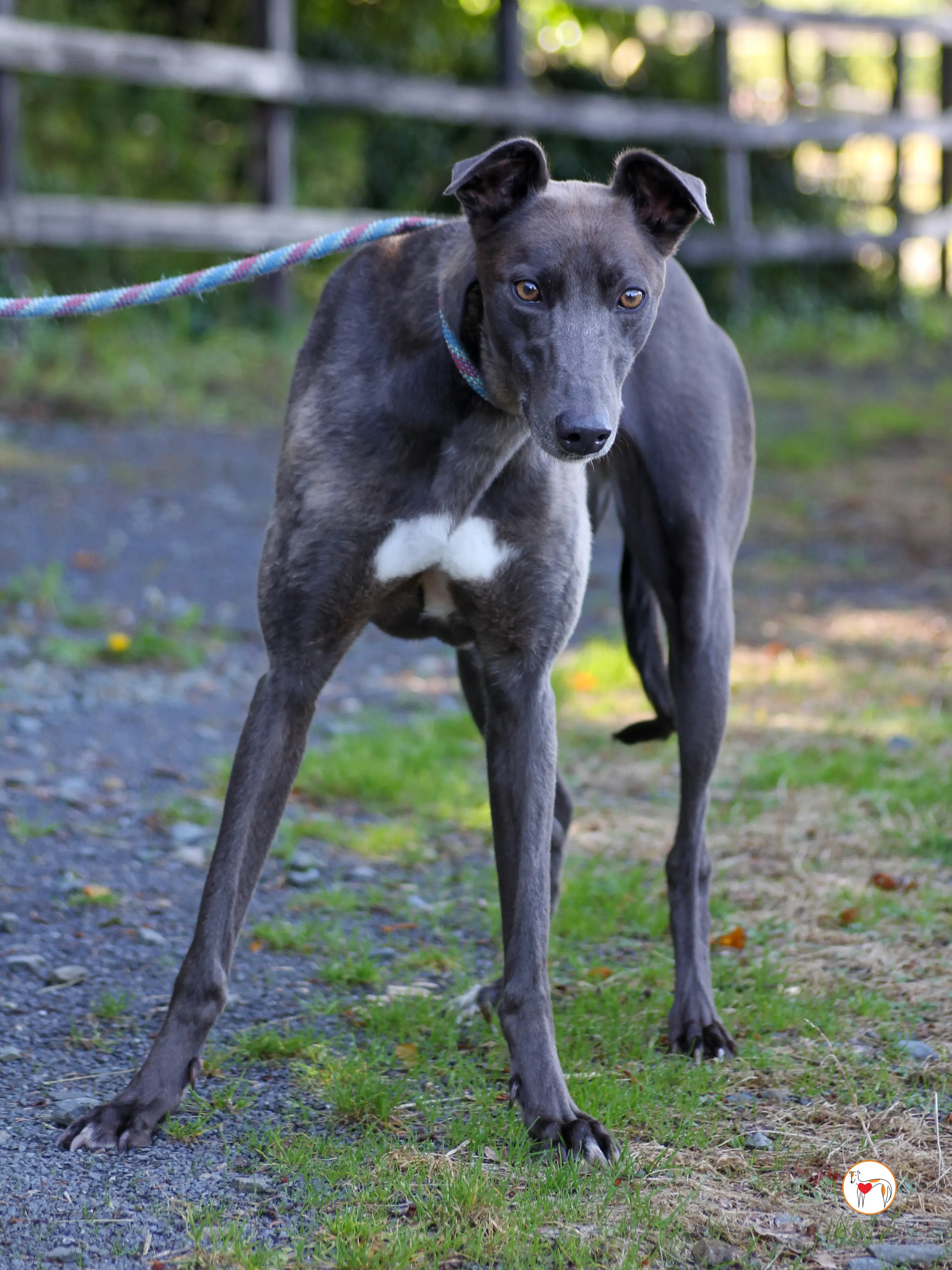 ellen grey adozione 20