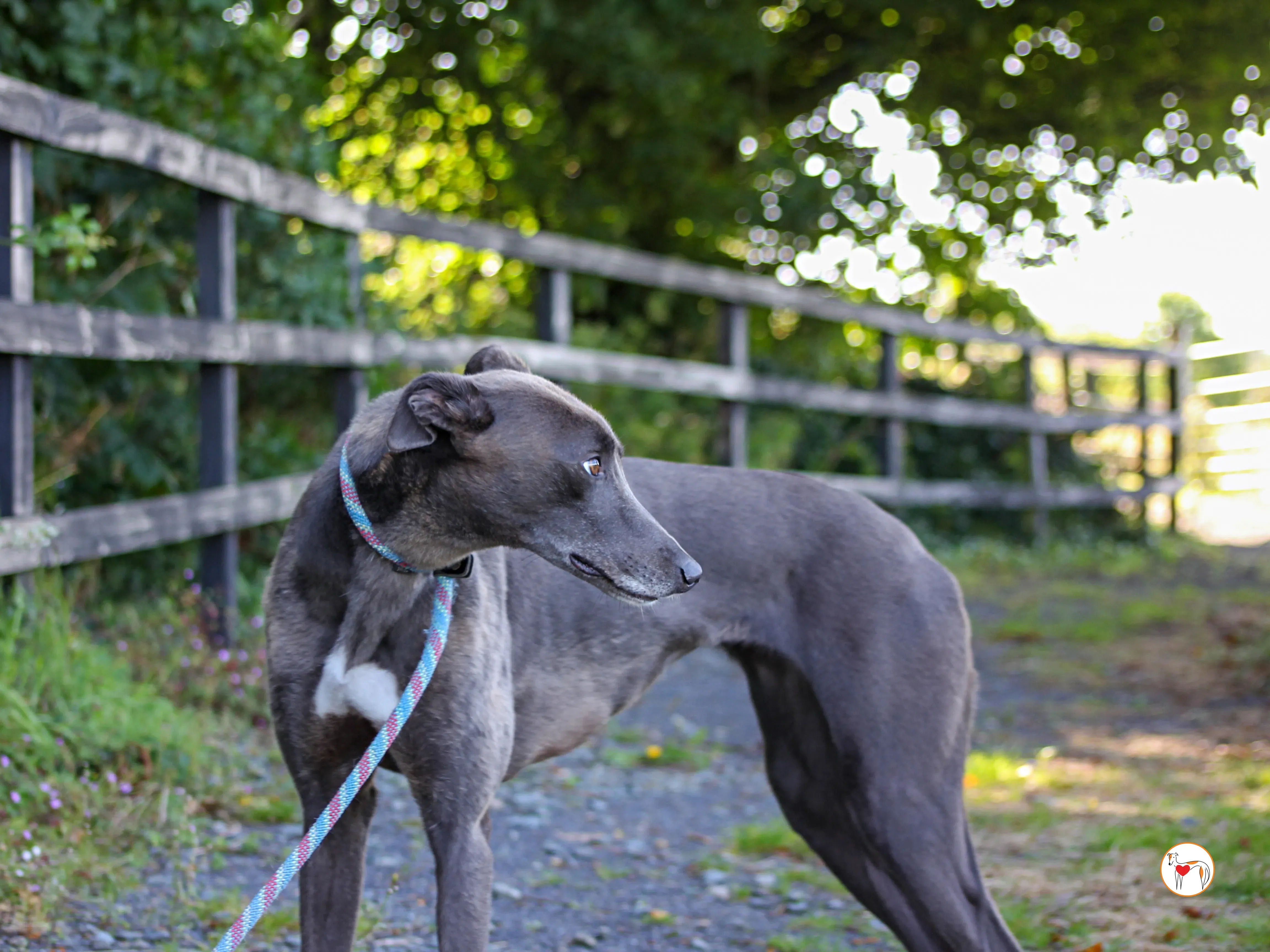 ellen grey adozione 21