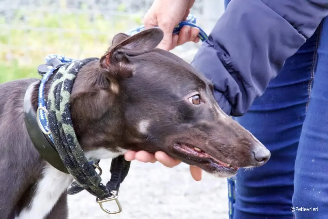 ellie adozione levrieri greyhound 1 1