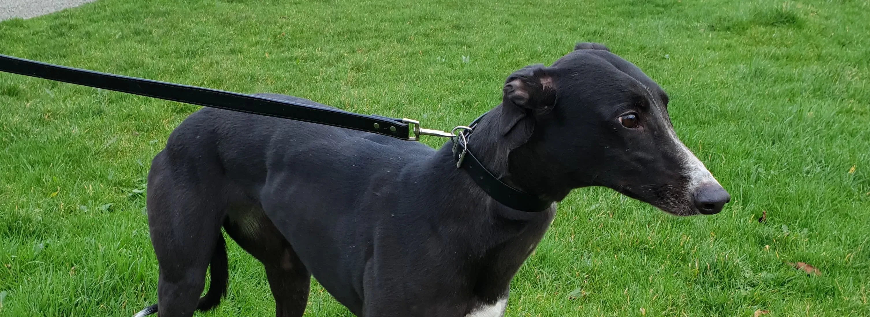 ellie adozione levrieri greyhound 1 e1546511540981