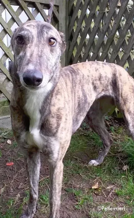 ellie adozione levrieri greyhound 1