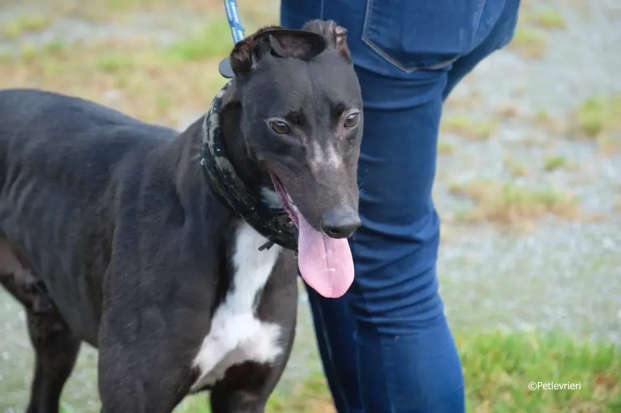 ellie adozione levrieri greyhound 10