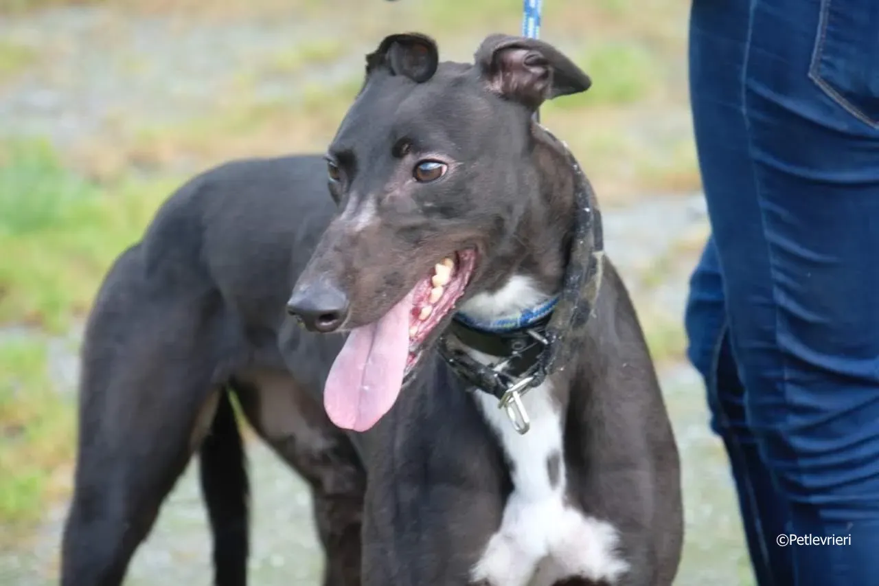 ellie adozione levrieri greyhound 11