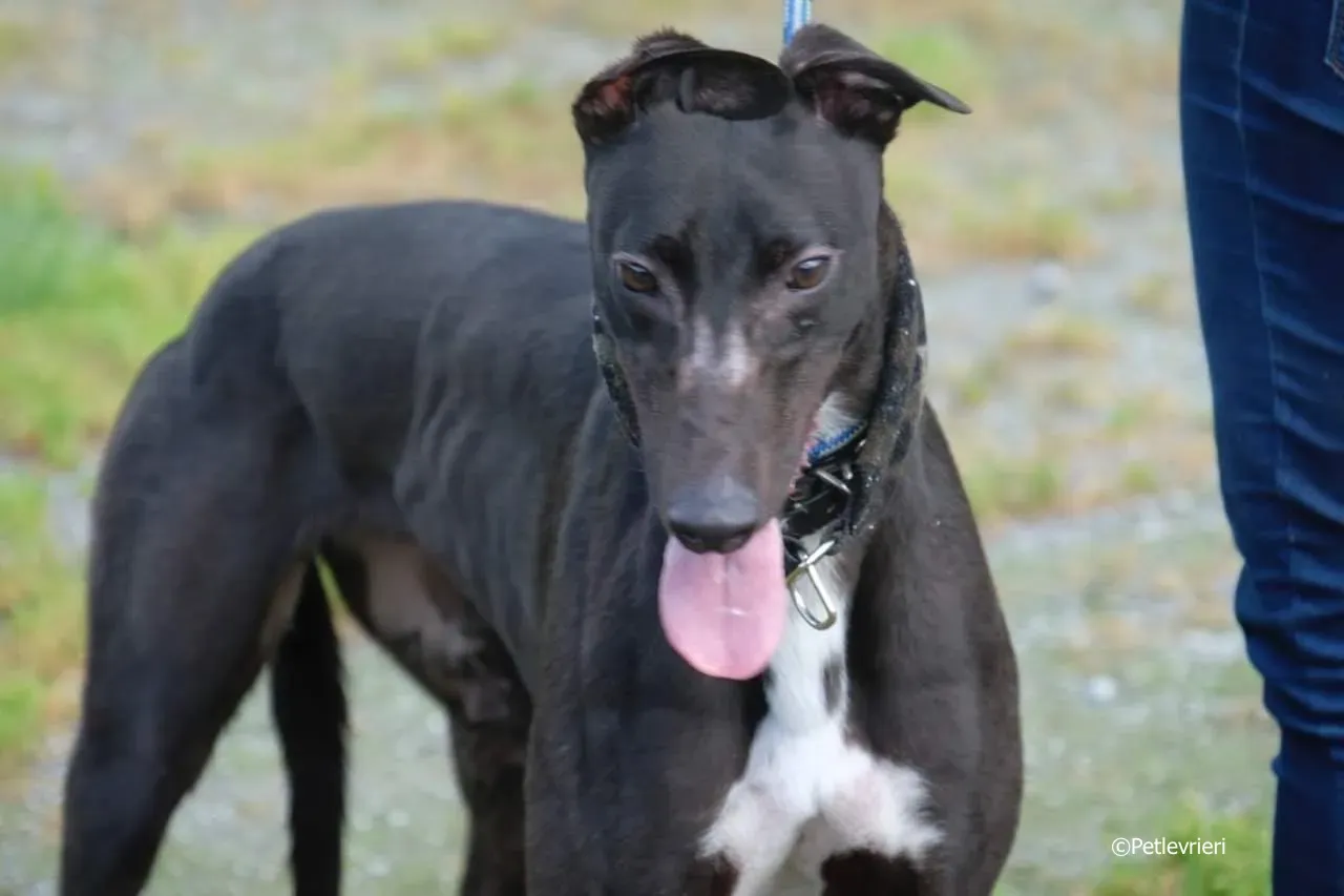 ellie adozione levrieri greyhound 12