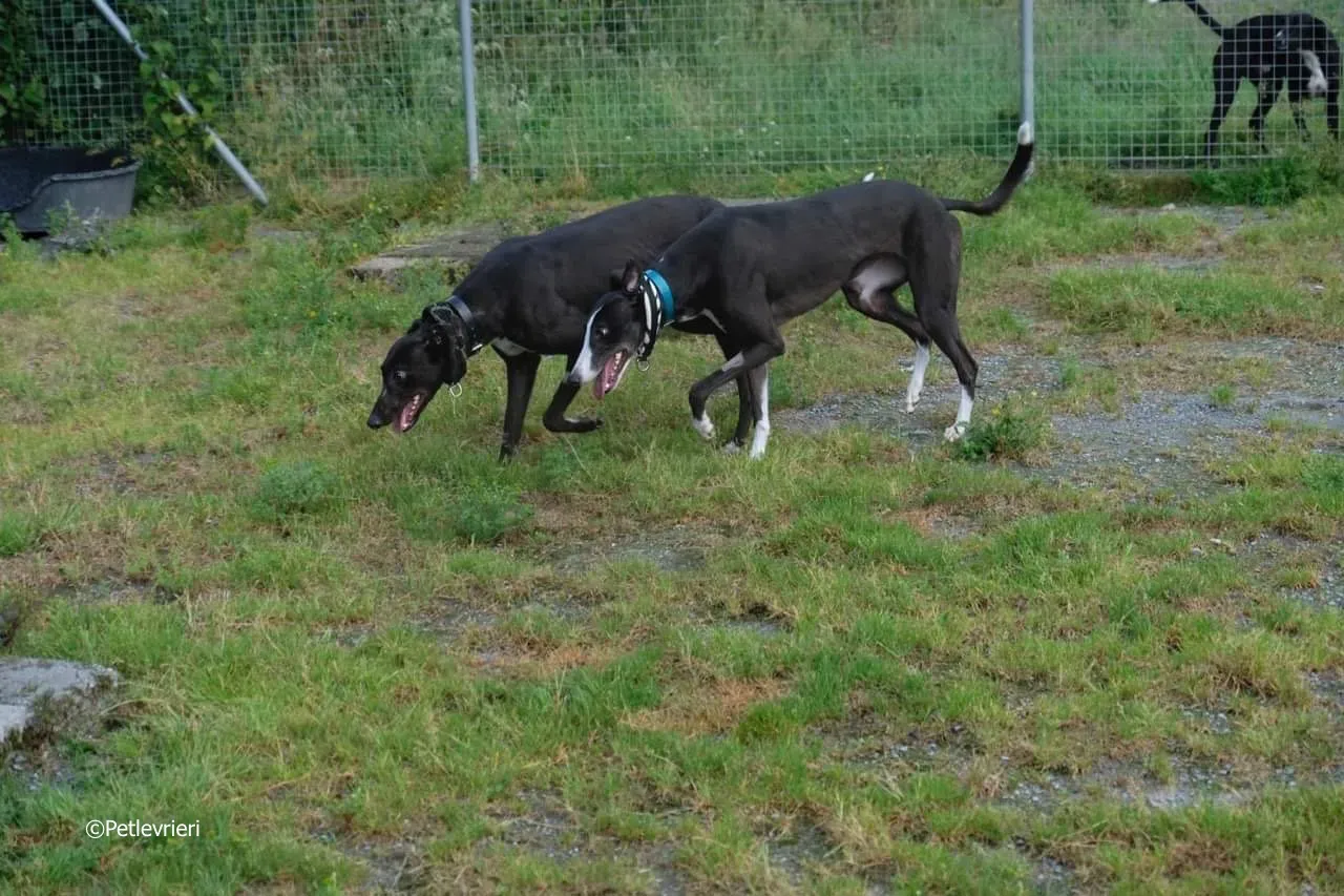 ellie adozione levrieri greyhound 13