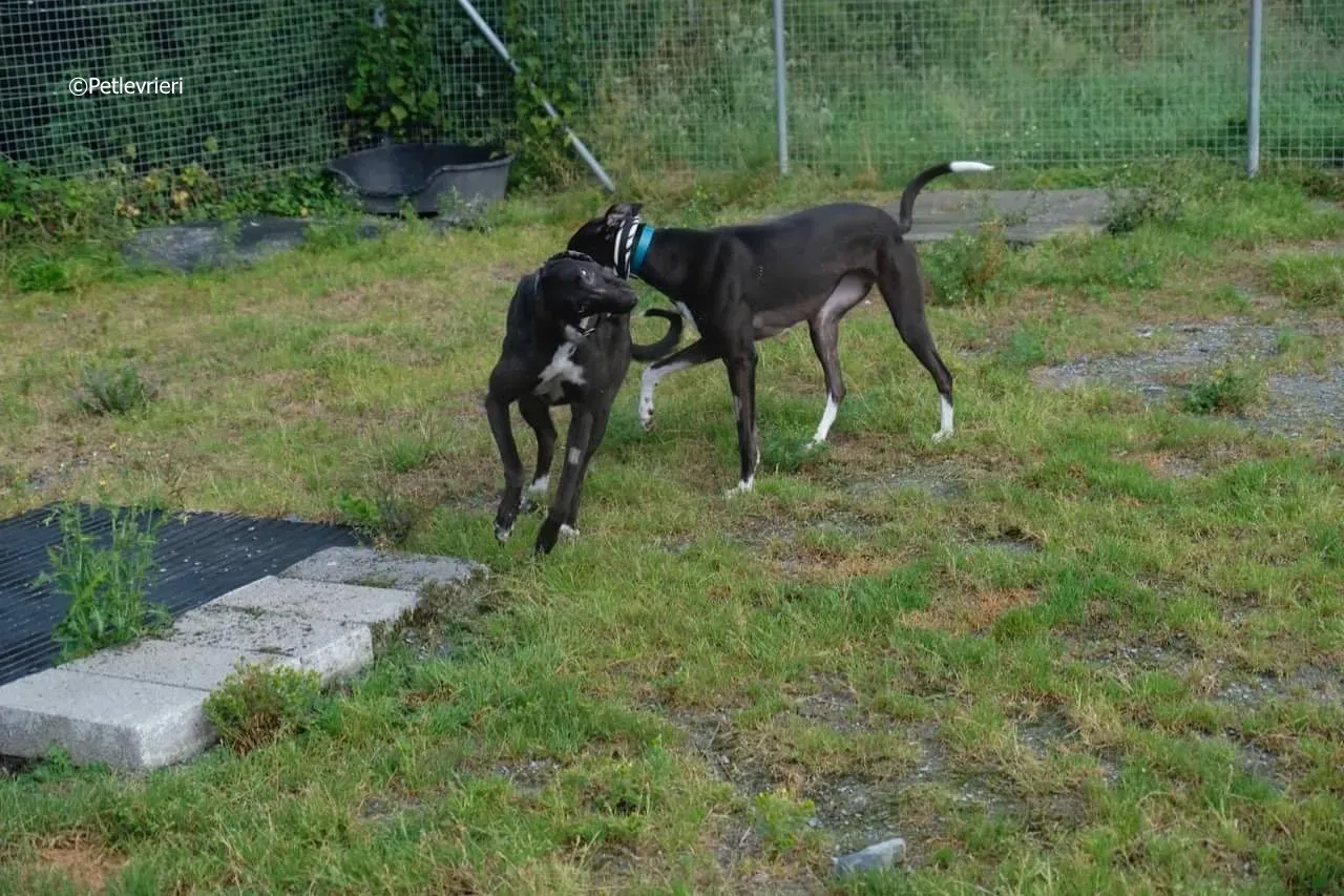 ellie adozione levrieri greyhound 14